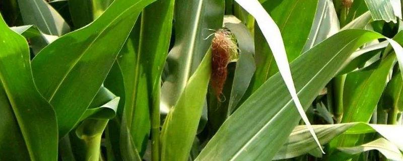 益鑫7号玉米种子特征特性，注意防治病虫害