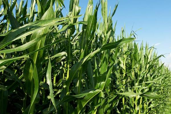 益鑫7号玉米种子特征特性，注意防治病虫害