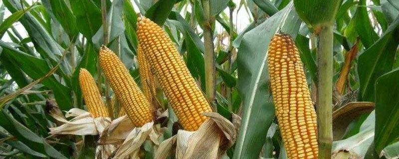 吉品2368玉米种子简介，出苗至成熟126天