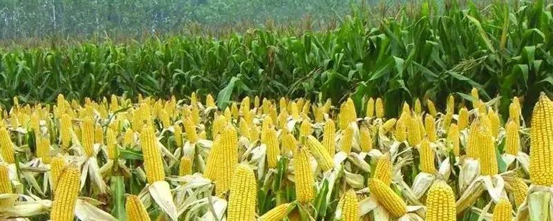 冈紫甜1号玉米品种简介，生育期80.4天