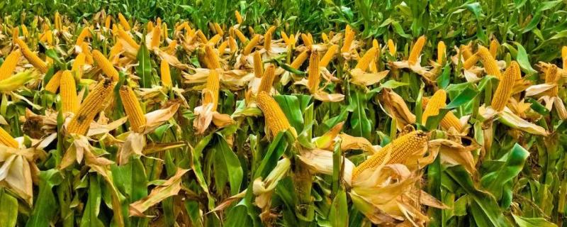 QZ7013玉米种子特点，出苗至成熟114天