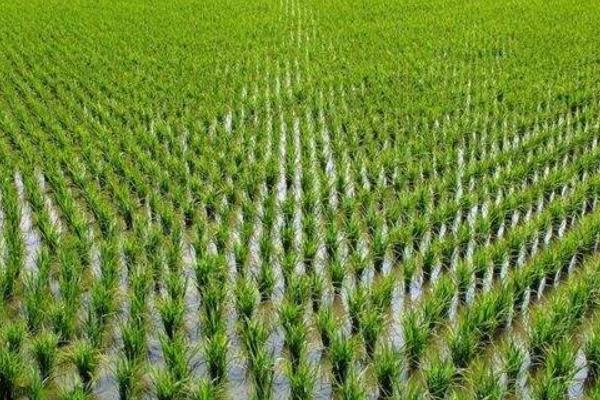 顺香优丝苗水稻种子特点,秧田亩播种量12千克左右