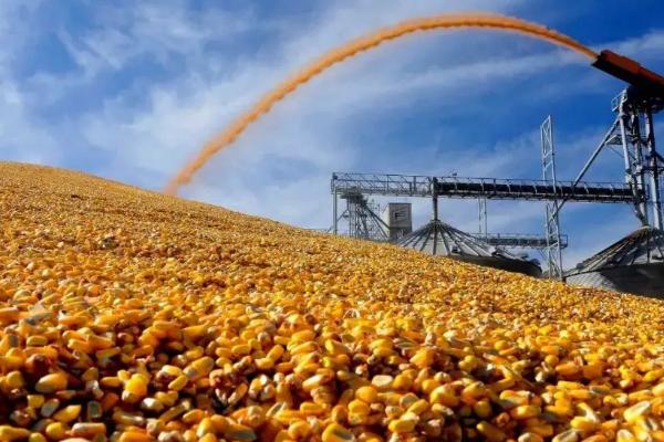 QZ7013玉米种子特点，出苗至成熟114天