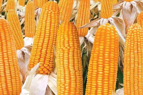 科单3号玉米品种简介，每亩施尿素30千克