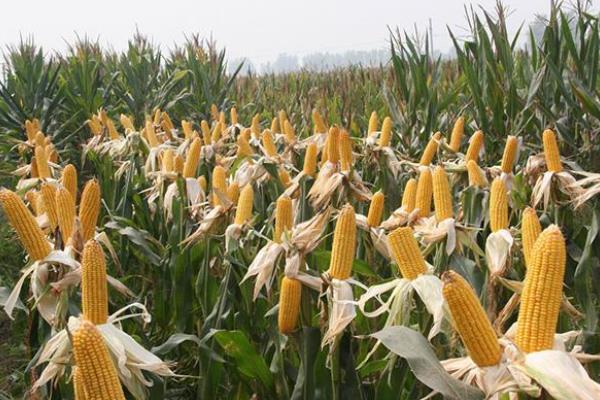 QZ7013玉米种子特点，出苗至成熟114天