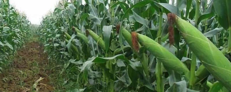 渝单2019玉米品种的特性，注意防治大斑病和纹枯病