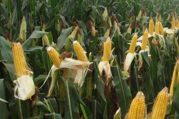 渝单2201玉米种子特点，出苗至成熟126～147天