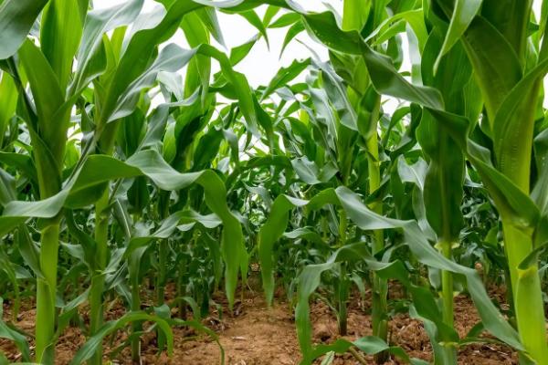 渝单2019玉米品种的特性，注意防治大斑病和纹枯病