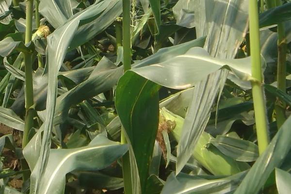 渝单2019玉米品种的特性，注意防治大斑病和纹枯病