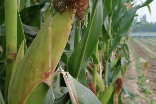 世纪香糯2000玉米种子特征特性，中抗纹枯病