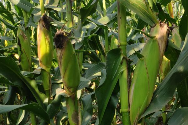 渝单2019玉米品种的特性，注意防治大斑病和纹枯病