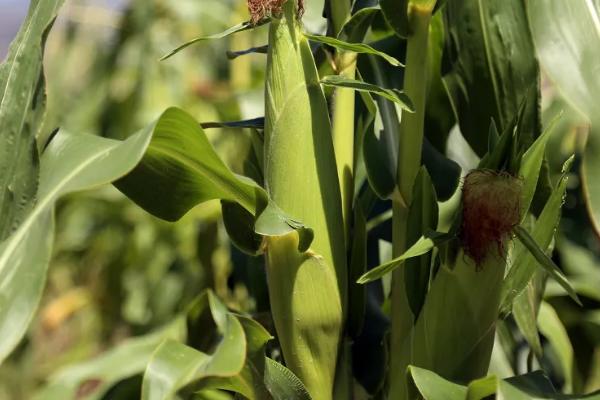 佳甜糯366玉米品种简介，在区试3666株/亩密度下