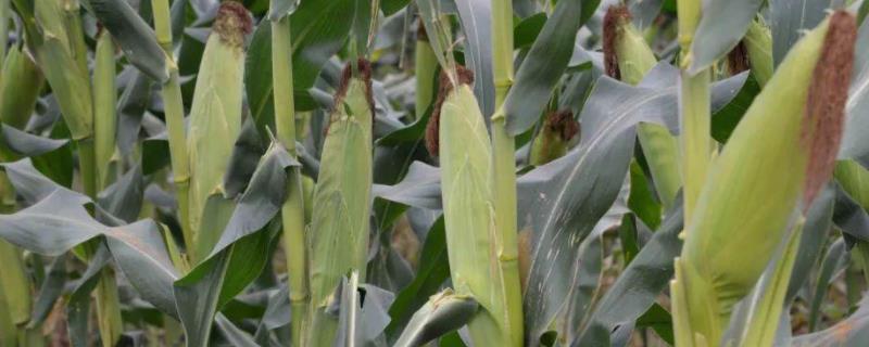 BQ2202玉米种子特点，中抗大斑病