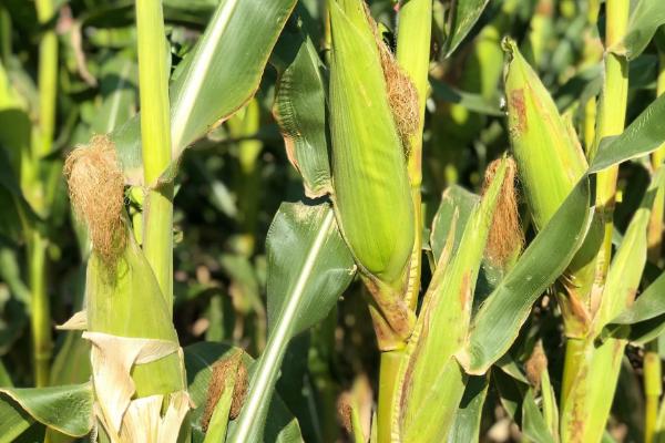 渝单2040玉米种子简介，出苗至成熟103～129天