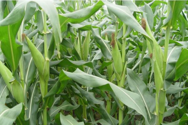 渝单2040玉米种子简介，出苗至成熟103～129天