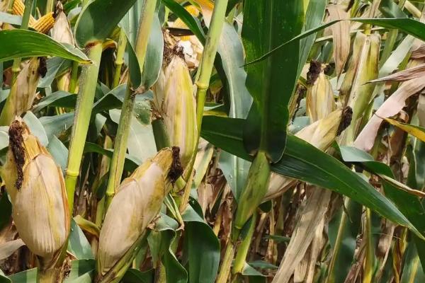 科星玉6号玉米品种的特性，生育期113.7天