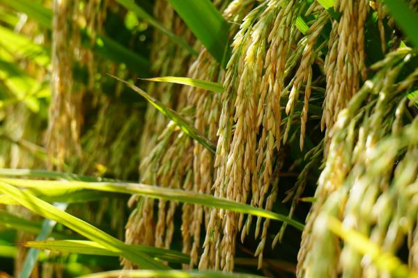 N优鄱湖糯水稻品种简介,每亩插足基本苗7-9万