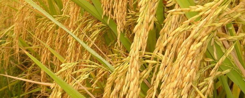 N优鄱湖糯水稻品种简介，每亩插足基本苗7-9万