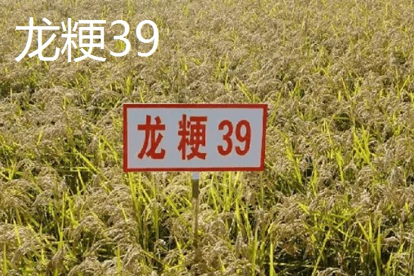 水稻的亩产量，高产田能达到1000-1200斤左右