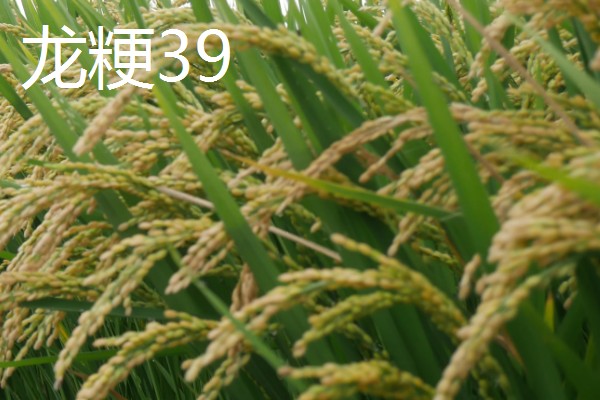 水稻的亩产量，高产田能达到1000-1200斤左右