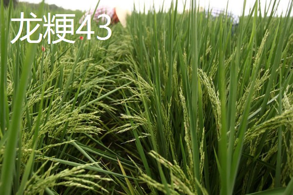 水稻的亩产量，高产田能达到1000-1200斤左右