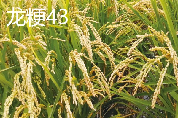 水稻的亩产量，高产田能达到1000-1200斤左右