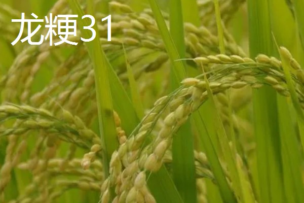 水稻的亩产量，高产田能达到1000-1200斤左右