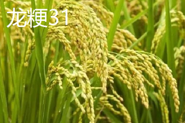 水稻的亩产量，高产田能达到1000-1200斤左右