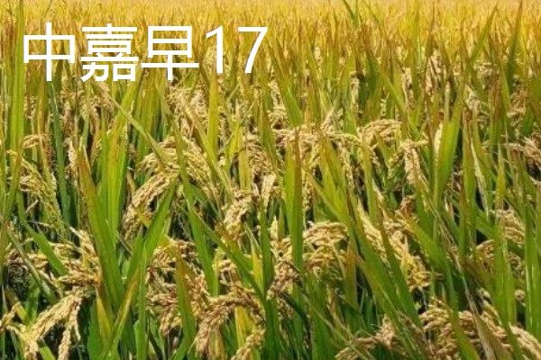 水稻的亩产量，高产田能达到1000-1200斤左右