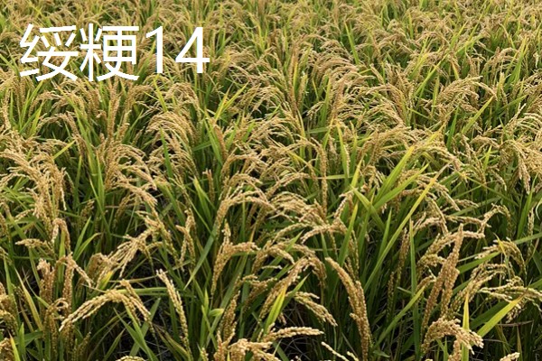 水稻的亩产量，高产田能达到1000-1200斤左右