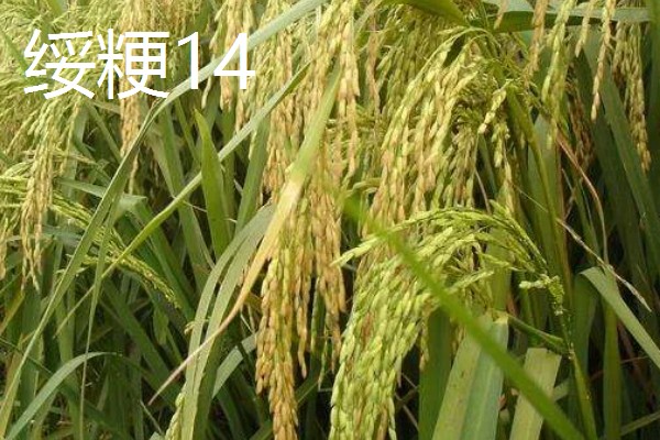 水稻的亩产量，高产田能达到1000-1200斤左右