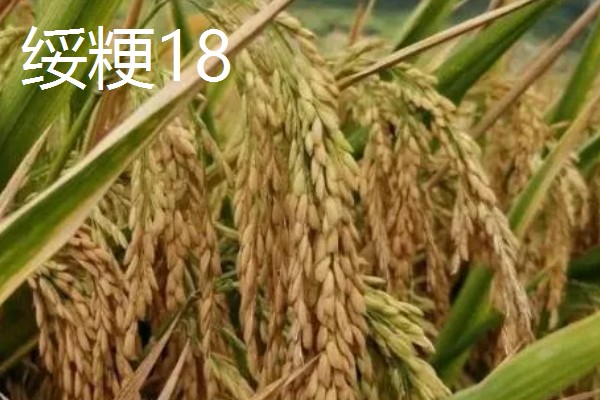 水稻的亩产量，高产田能达到1000-1200斤左右