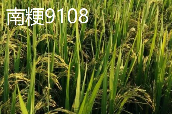 水稻的亩产量，高产田能达到1000-1200斤左右