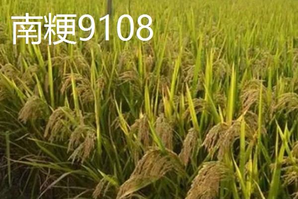 水稻的亩产量，高产田能达到1000-1200斤左右