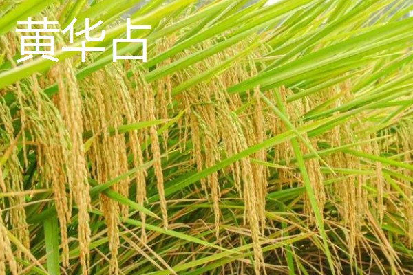 水稻的亩产量，高产田能达到1000-1200斤左右