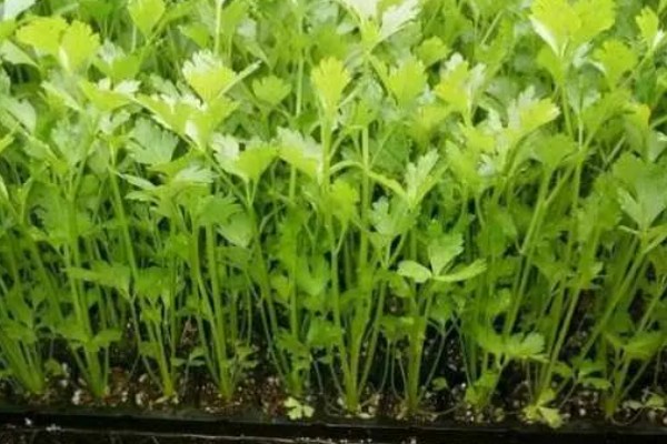 芹菜育苗的栽种时间，在1-3月份进行