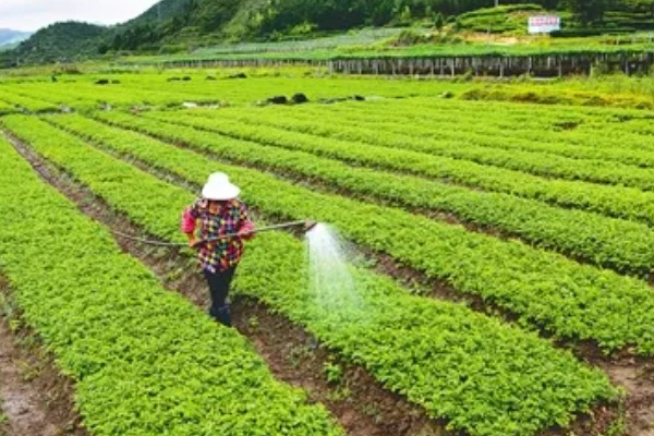 芹菜育苗的栽种时间，在1-3月份进行