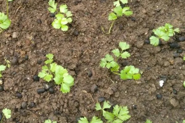芹菜育苗的栽种时间，在1-3月份进行