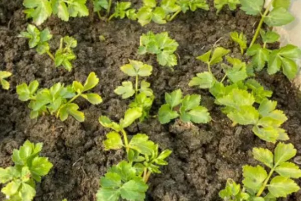 芹菜育苗的栽种时间，在1-3月份进行