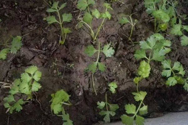 芹菜育苗的栽种时间，在1-3月份进行