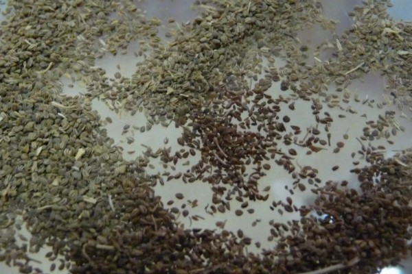 芹菜育苗的栽种时间，在1-3月份进行