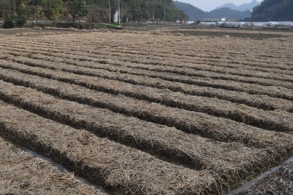 芹菜育苗的栽种时间，在1-3月份进行