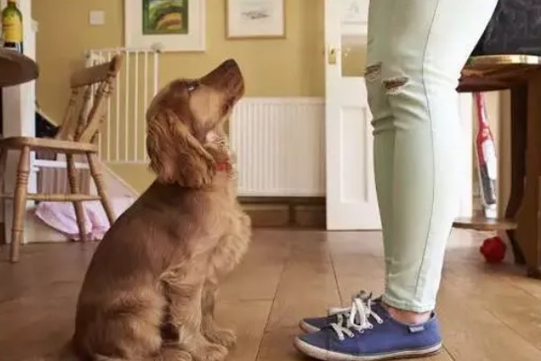 如何测试狗狗的性格，要从社交和追随等方面测试