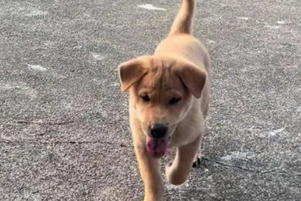 如何测试狗狗的性格，要从社交和追随等方面测试