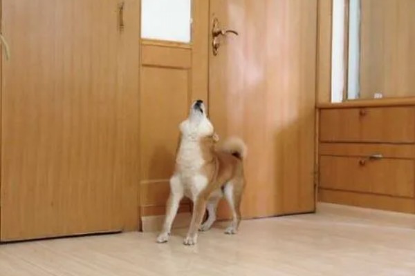 如何测试狗狗的性格，要从社交和追随等方面测试