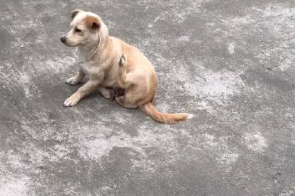 如何测试狗狗的性格，要从社交和追随等方面测试