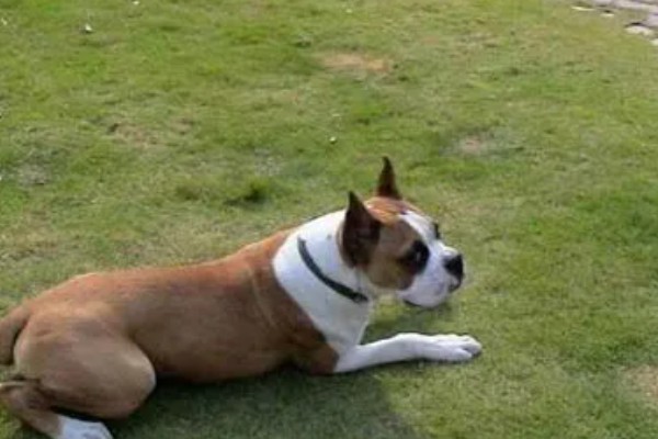 如何测试狗狗的性格，要从社交和追随等方面测试