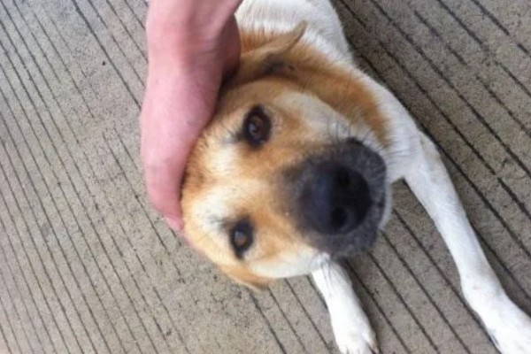 如何测试狗狗的性格，要从社交和追随等方面测试