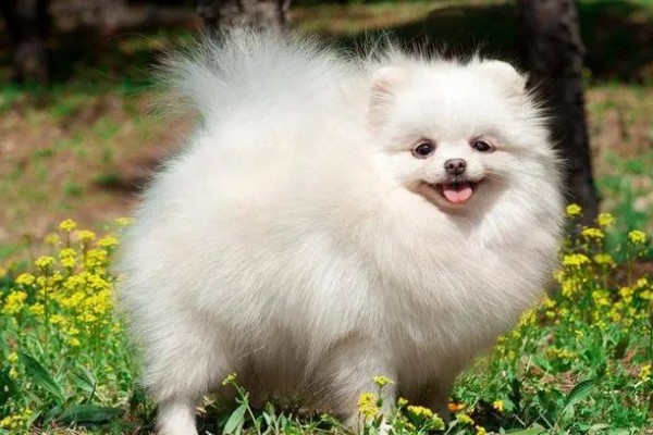 如何测试狗狗的性格，要从社交和追随等方面测试