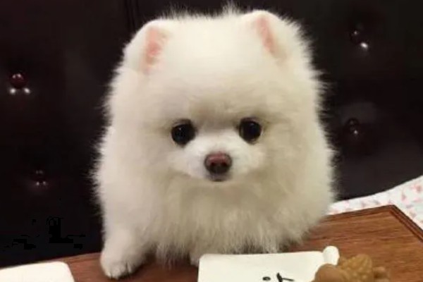 如何测试狗狗的性格，要从社交和追随等方面测试